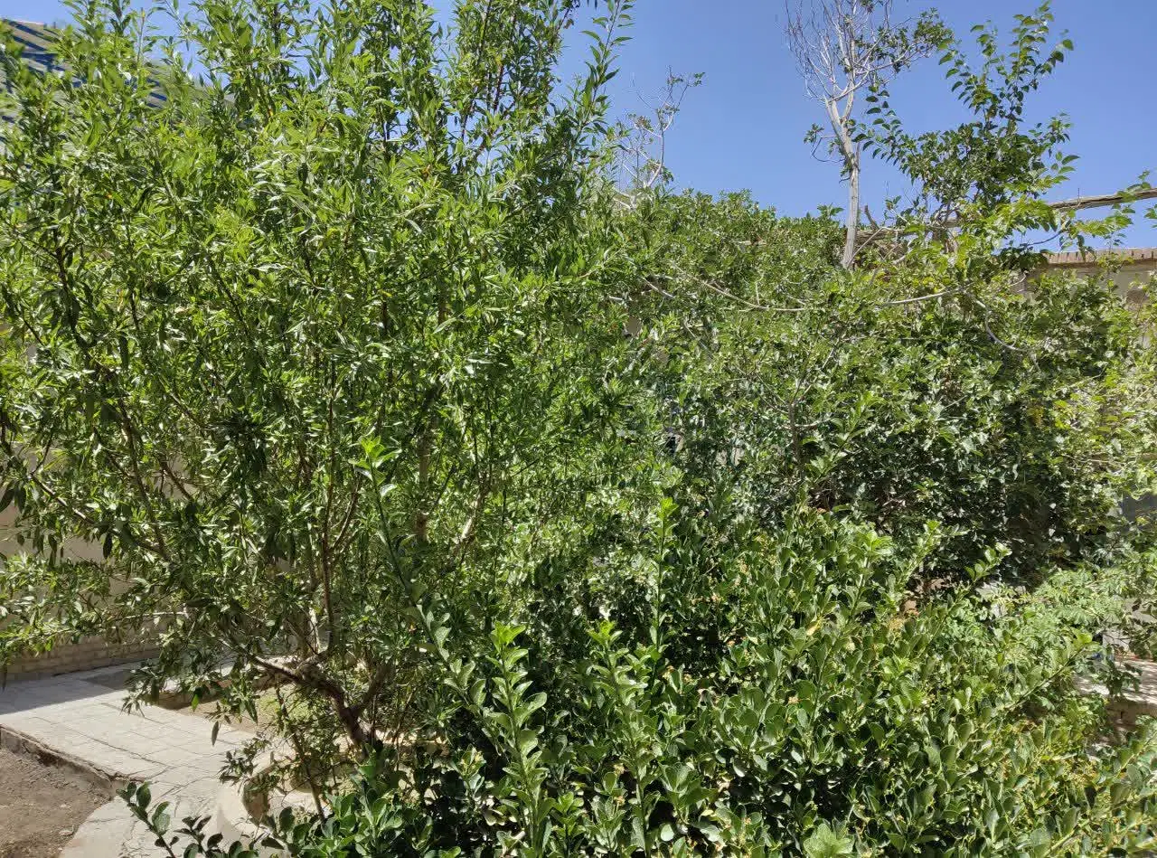 منزل مسکونی حیاط دار در نصرآباد پیشکوه