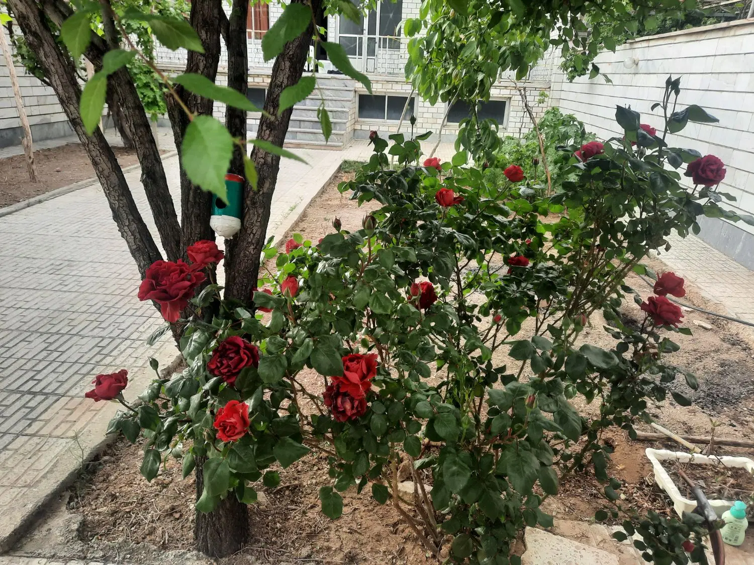 ملک ویلایی دربست