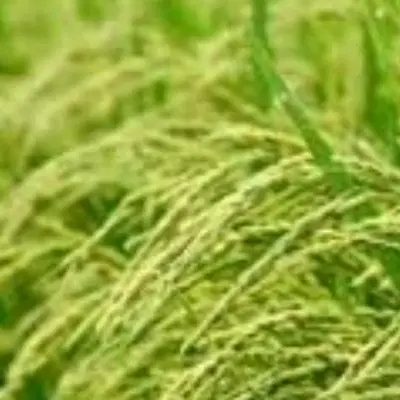 فروش زمین کشاورزی برنج  با خونه و....