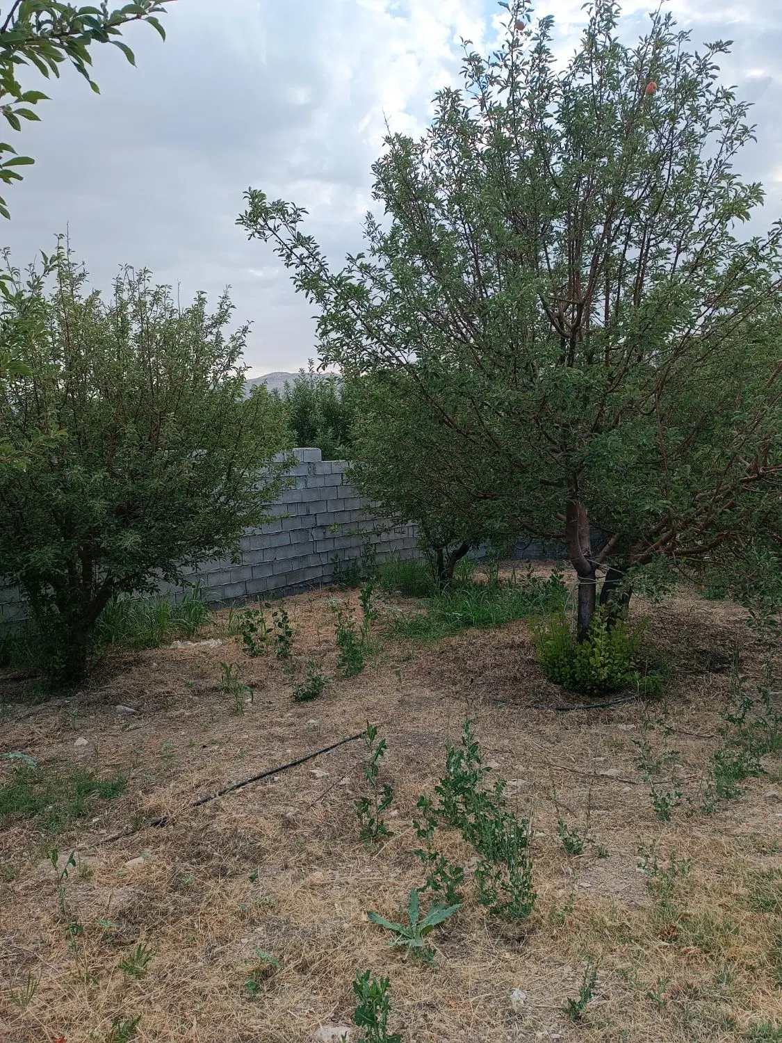 فروش باغشهری واقع در بن رود ارژن
