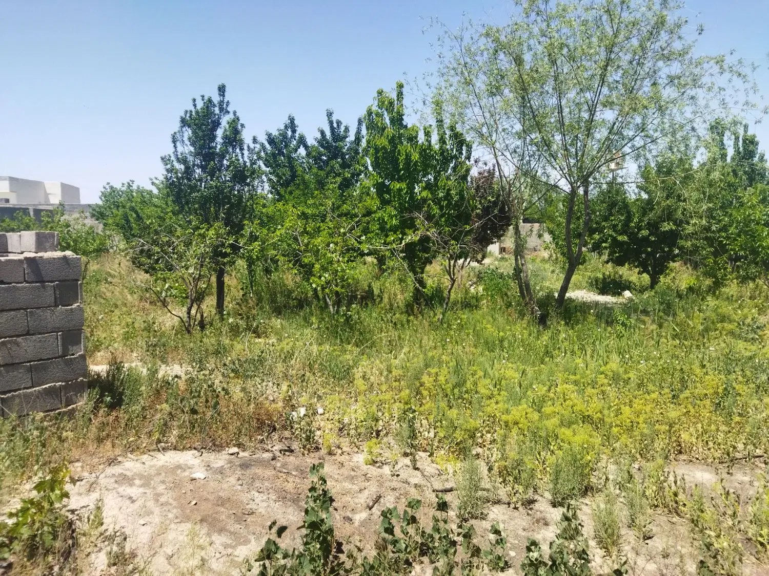 زمین ۱۴۰۰ متر برای سوله گلخانه