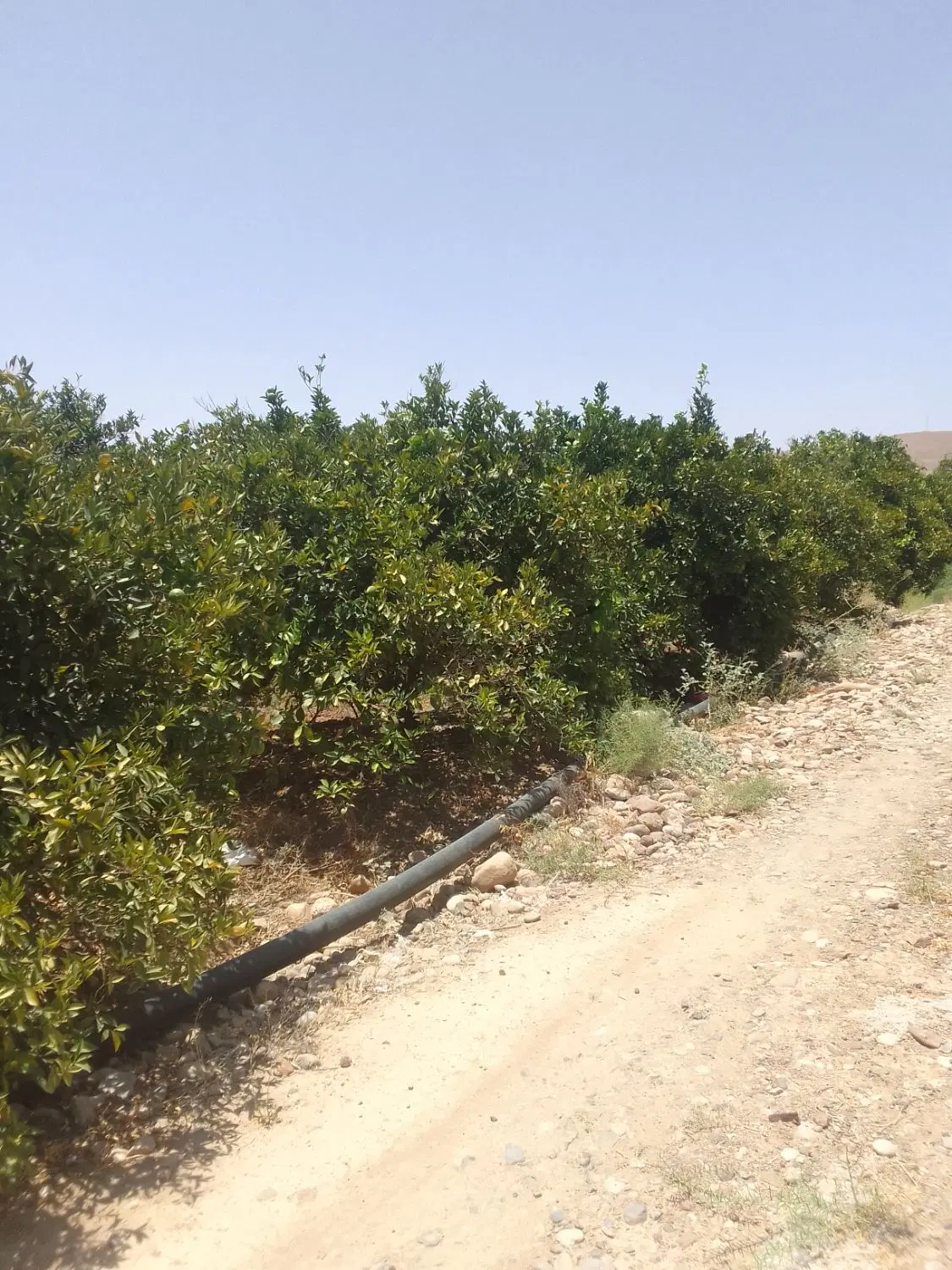 فروش باغ به متراژ ۲۵۰۰