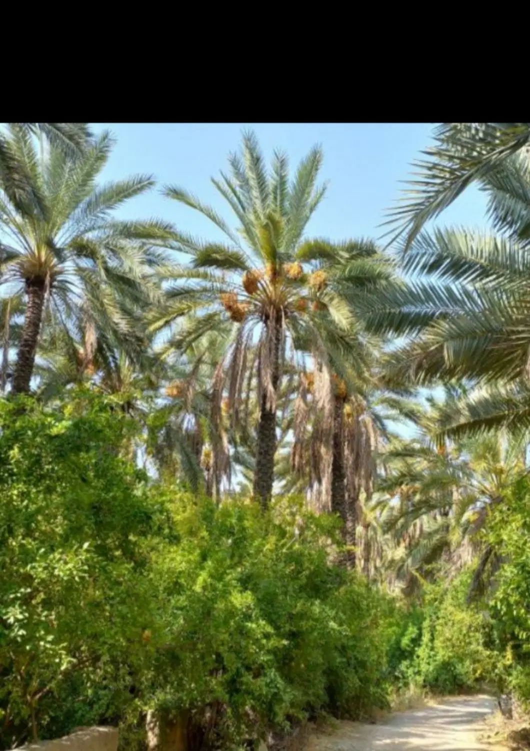 باغ