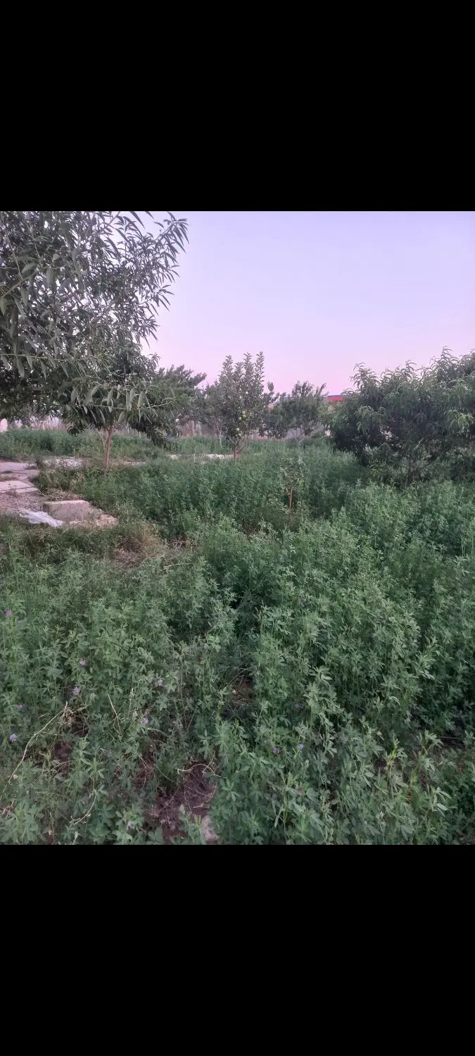 ویلا باغ به متراژ ۷۰۰ متر