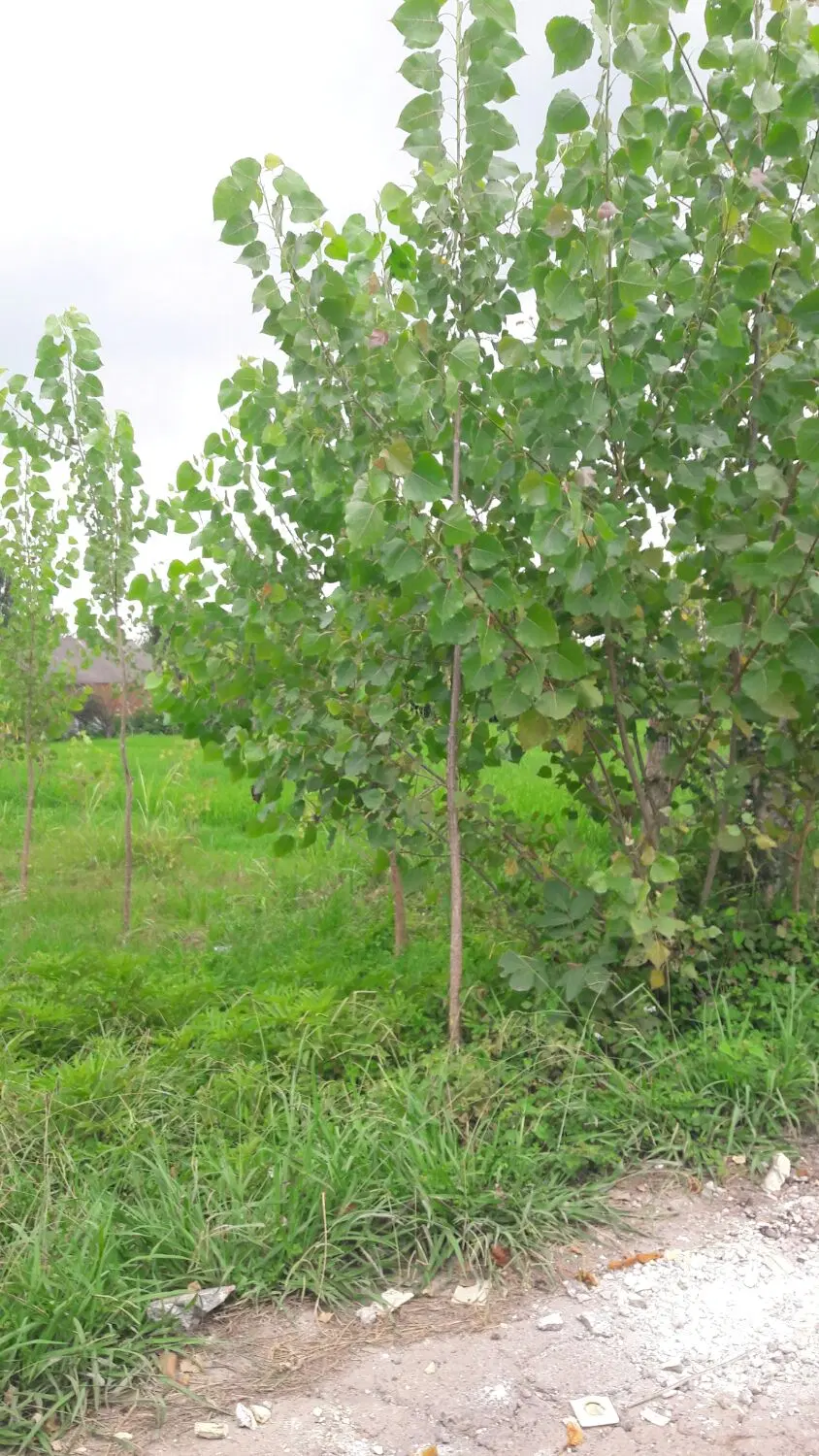زمین مسکونی با مجوز نامه بنیاد مسکن