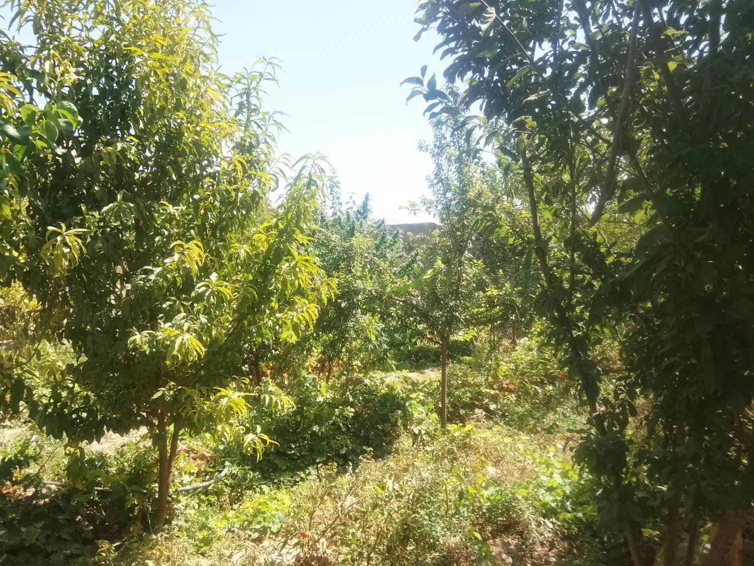 فروش باغ در نزدیکی جوپار