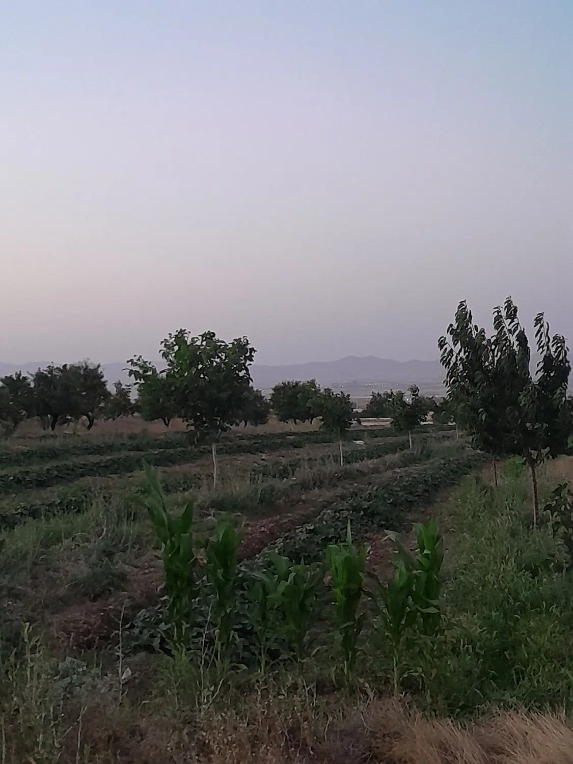 باغ