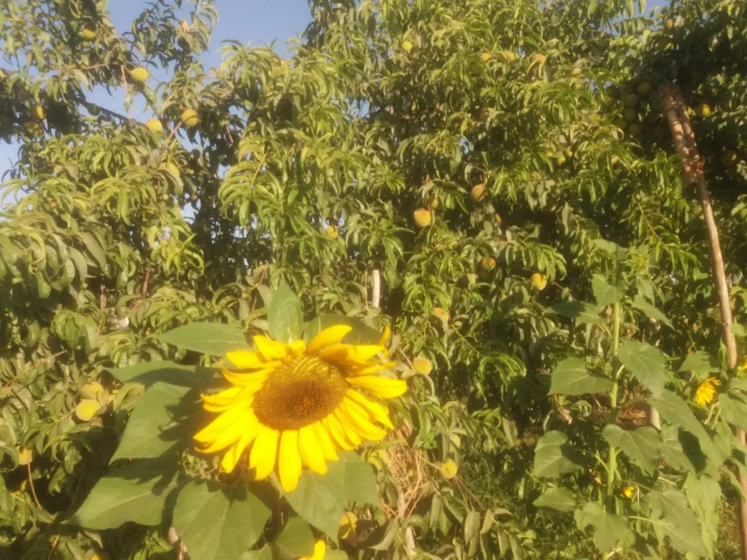 فروش باغ ۴۲۰۰ متر مربع