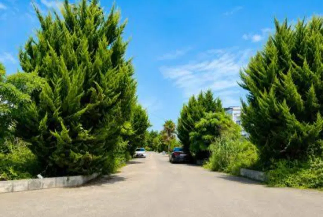 ۱۲۰ متر زمین شهرکی نور روستای جلیکان