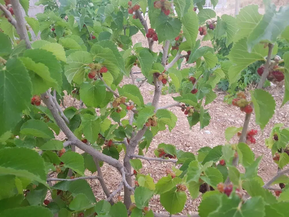 باغچه گویم