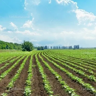 اجاره زمین زراعتی