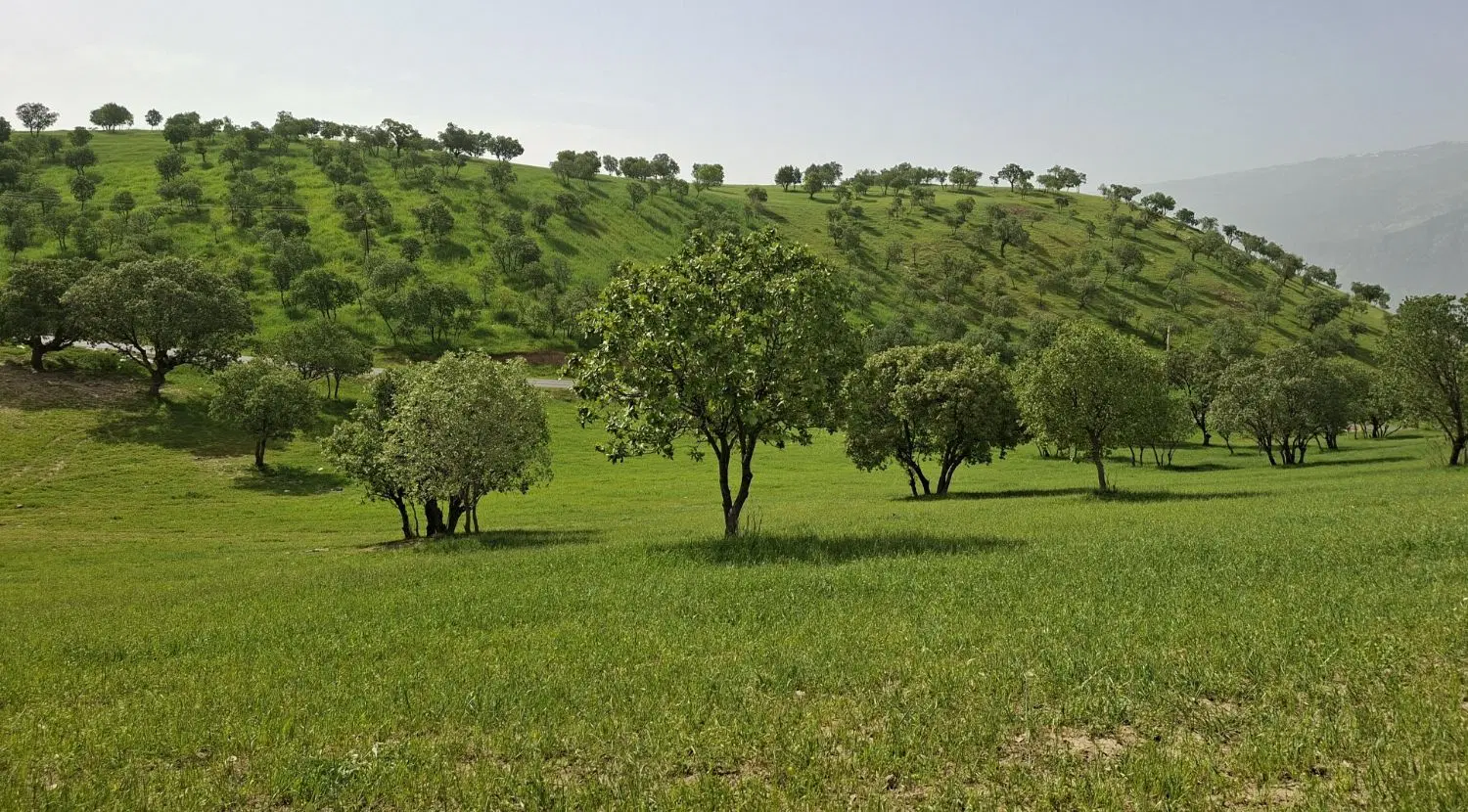 زمین تجاری
