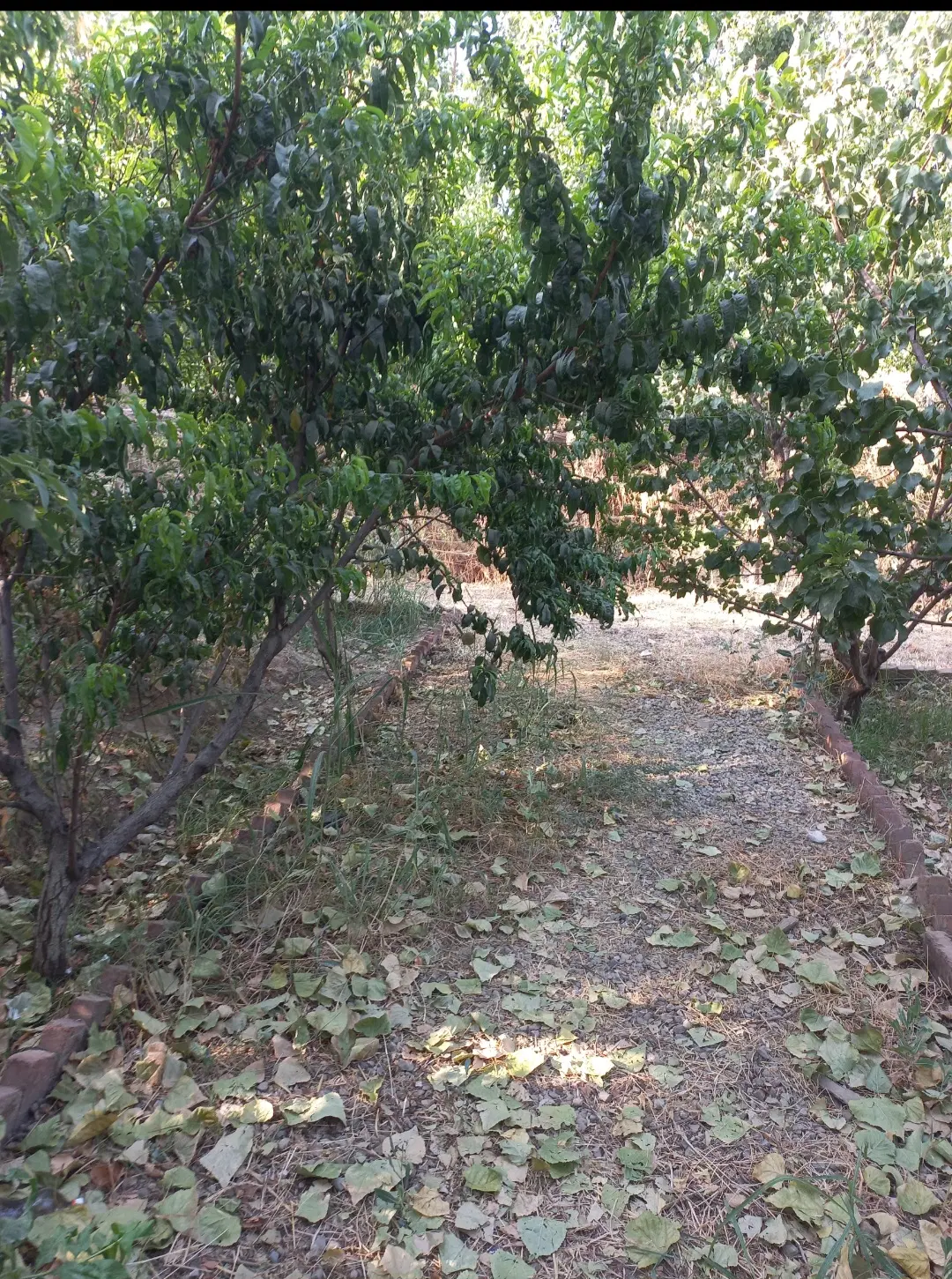 باغچه ای ۵۰۰ متری