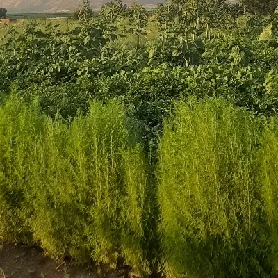زمین کشاوززی خیابان اصلی