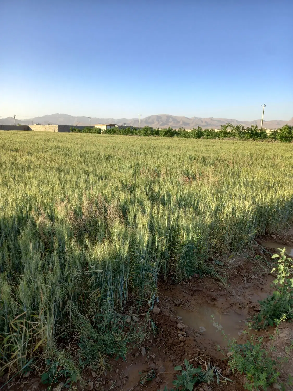 فروش ۳۰۰۰متر زمین کشاورزی دامداری