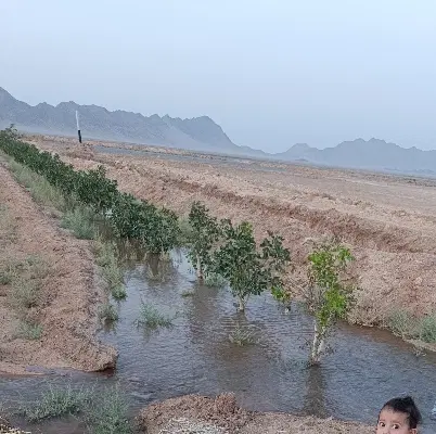 زمین پسته زار