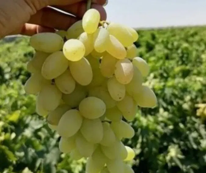 باغ انگور