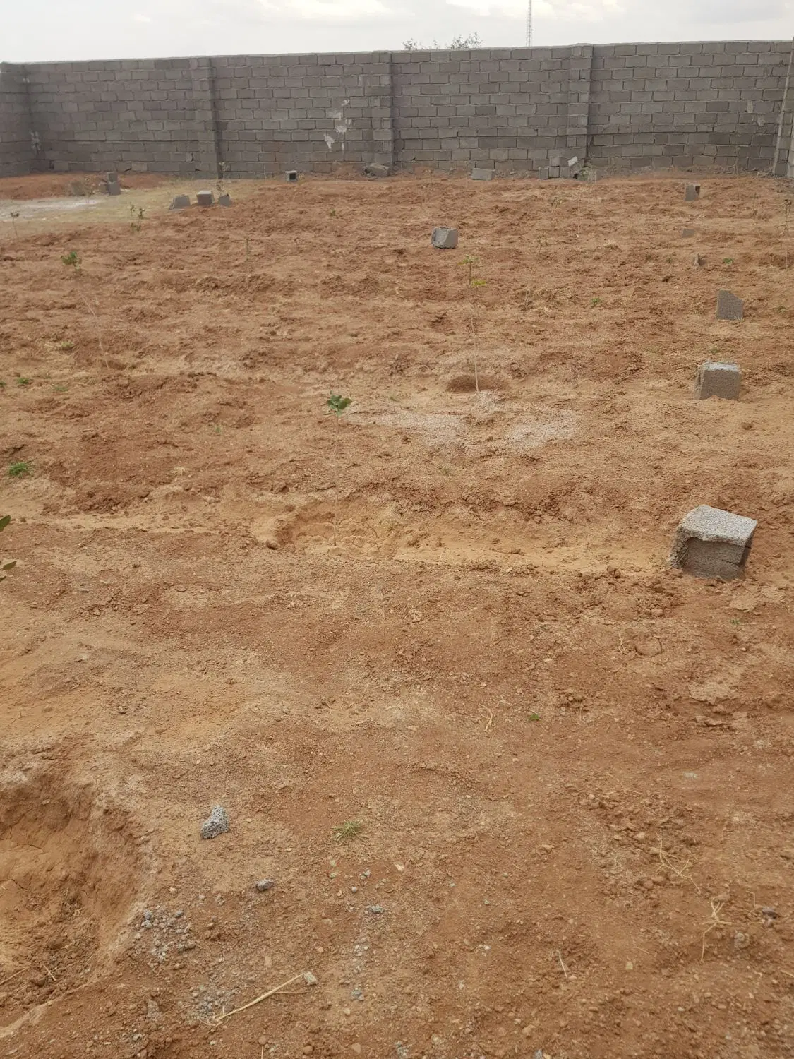 باغچه نقلی