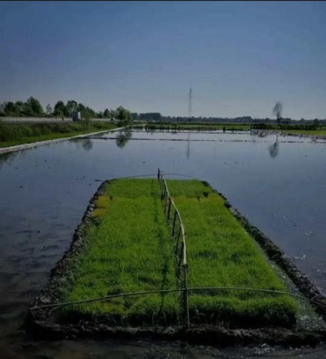 زمین کشاورزی بیجار در روستای زیبا  دیدنی چوسر شفت
