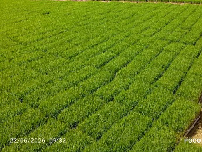 فروش زمین برنج