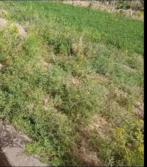 زمین فروشی ماهان