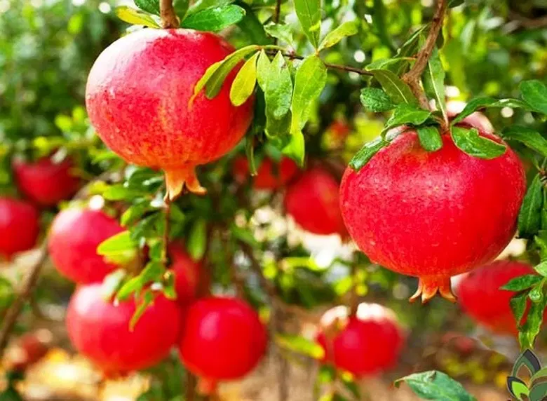 فروش باغ انار و چاه اب دارای پروانه