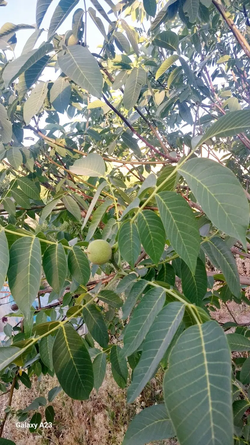 باغ ۱۰۰۰متری معاوضه