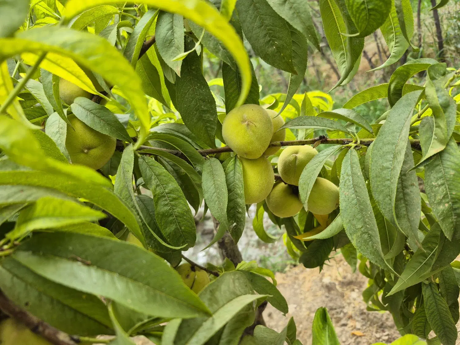 باغ بانقلان