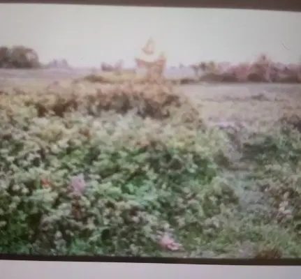 زمین باغی