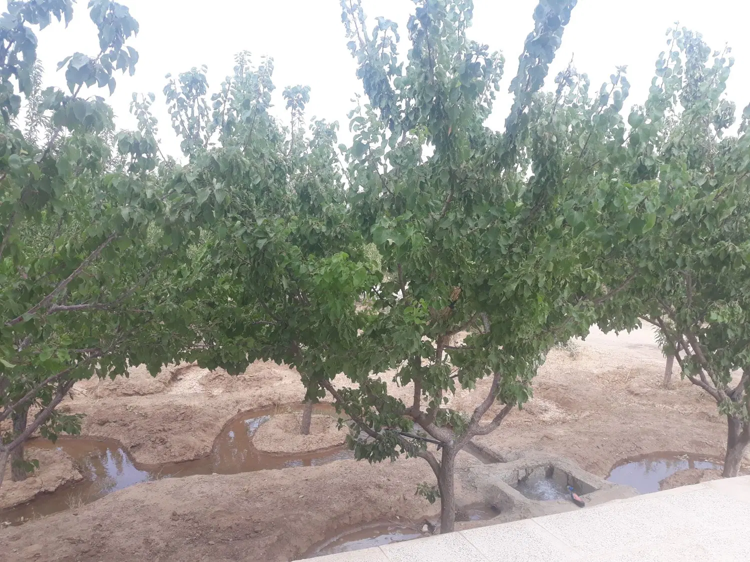 معاوضه و فروش زمین ۶ هزار متری