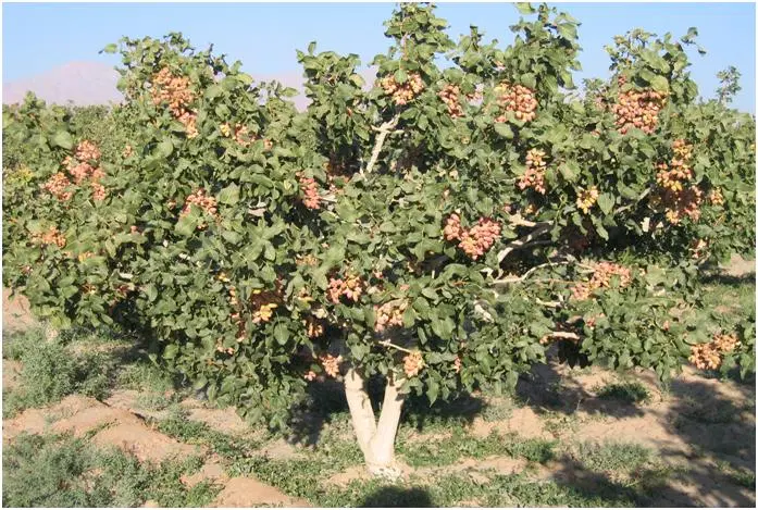 اجاره باغ پسته با بهترین شرایط و کیفیت