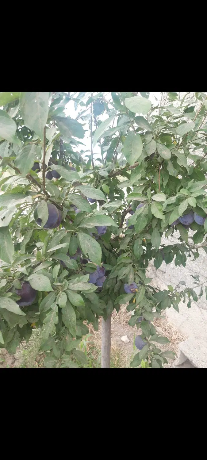 فروش باغچه ۵۰۰ متری