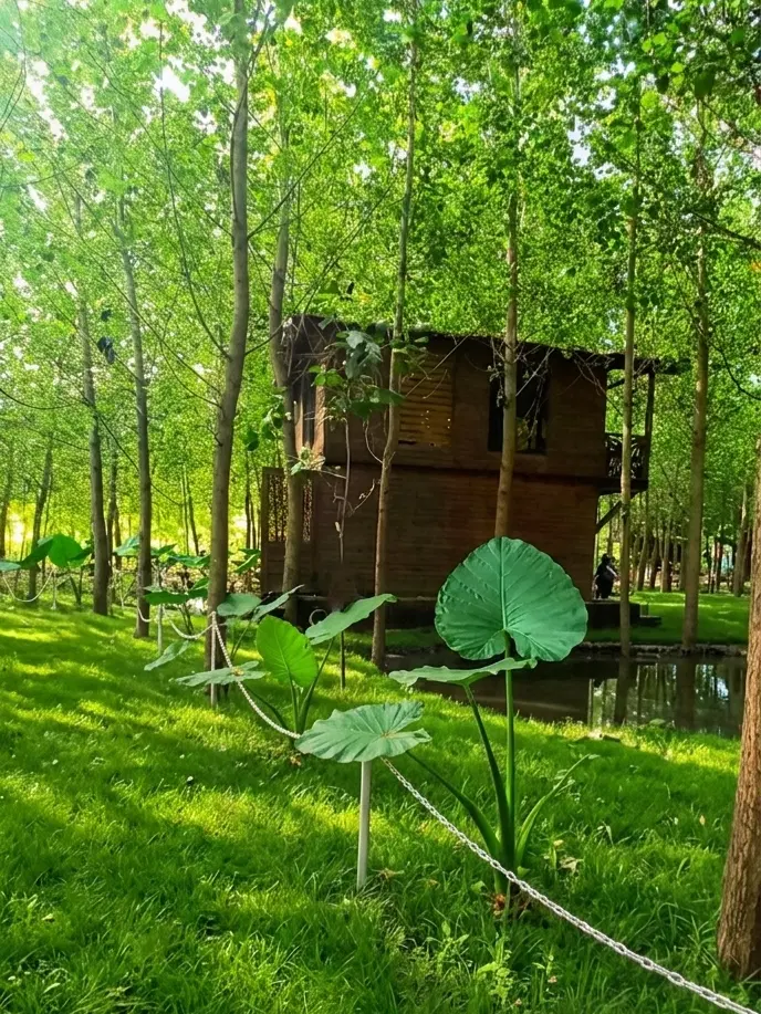 خانه ای میان جنگل، سرمایه ای برای آینده