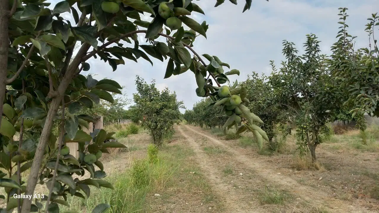 فروش یک قطعه زمین خانه باغ شکار