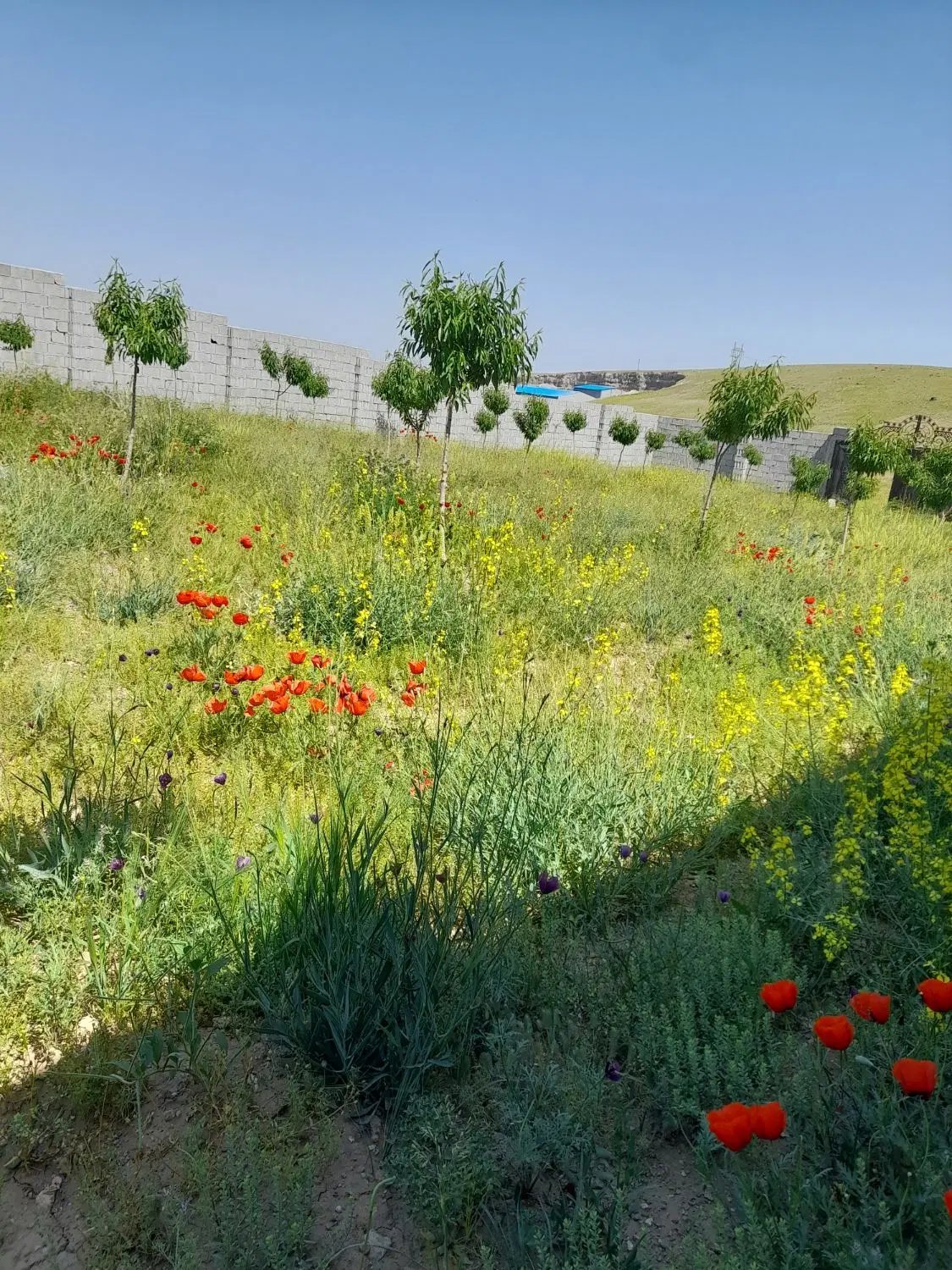 باغ وویلا از اراضی شادباد