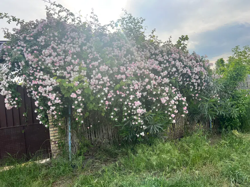 ۲۰۰۰متر باغ با رای دادگاه شموشک