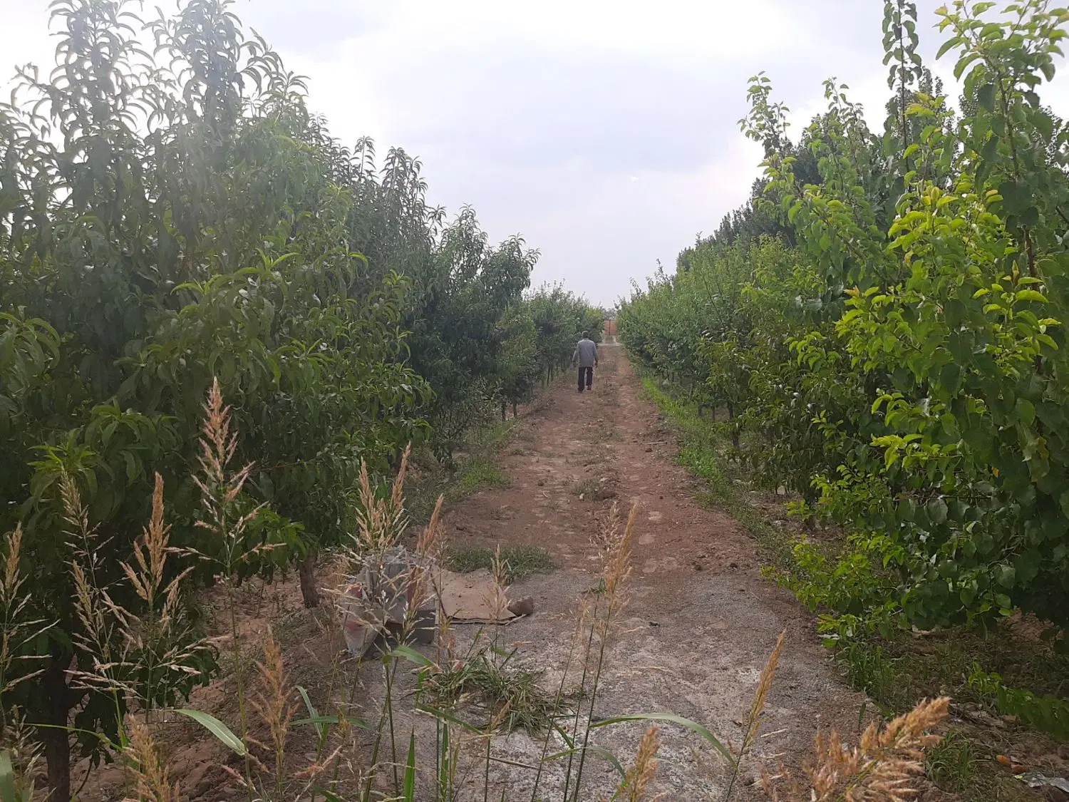 باغچه خیابان دوم پیشک یک