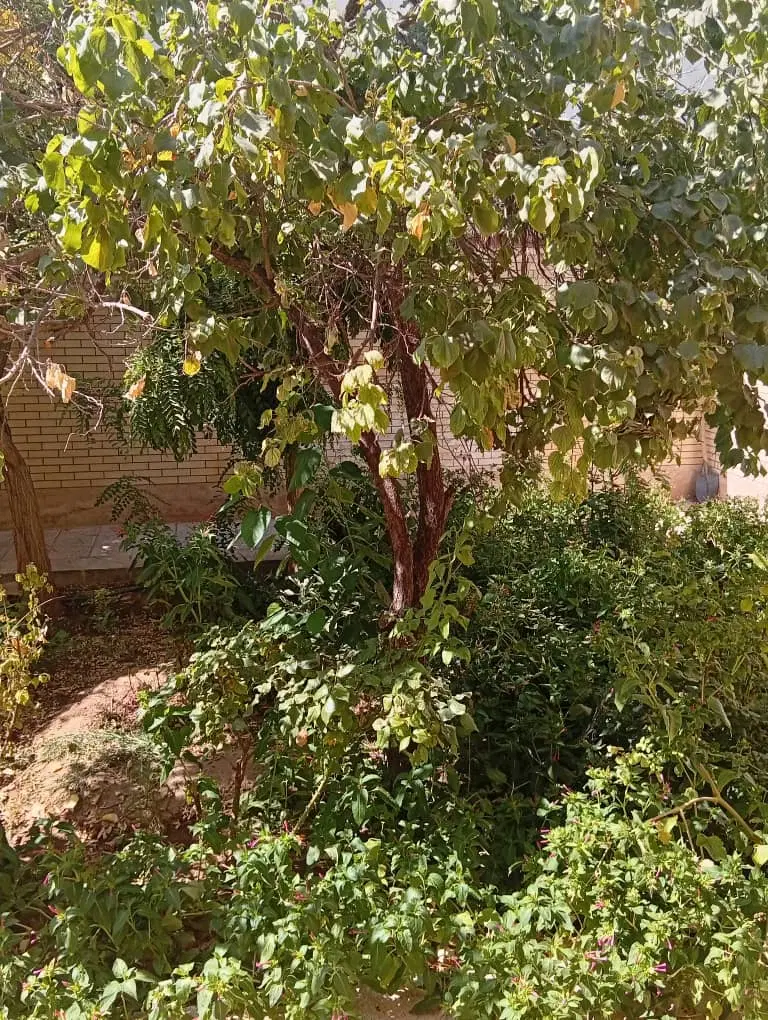 باغچه چهار دیواری فول در حسین آباد یینگی امام