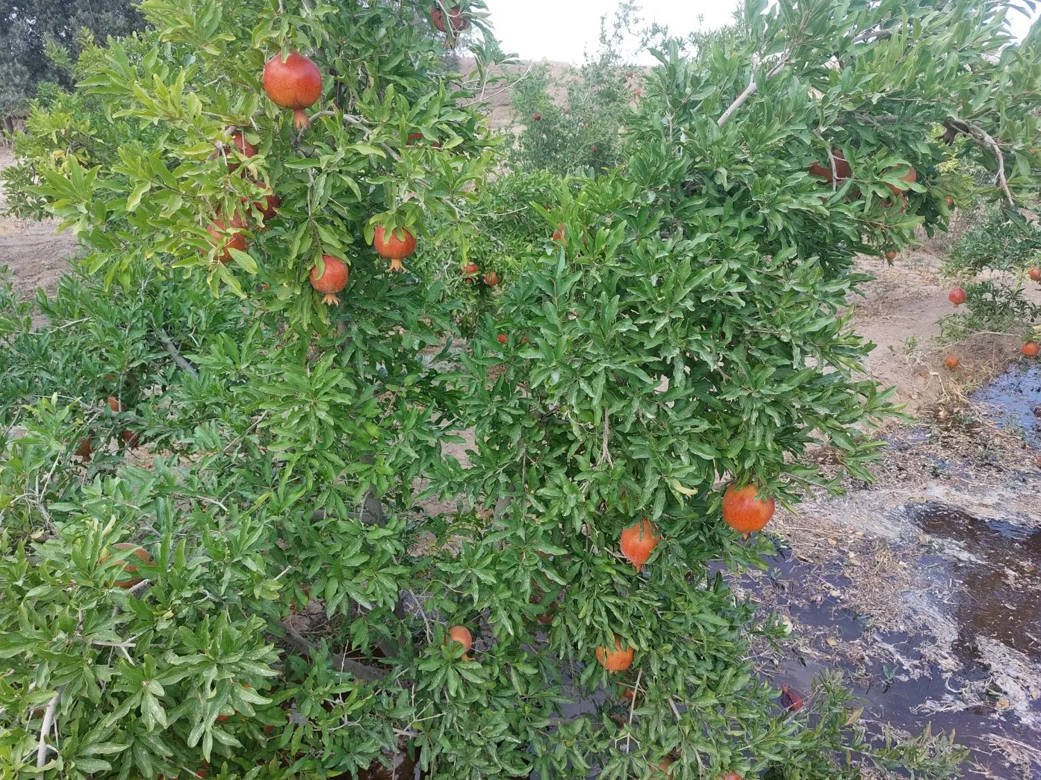 باغ   فروشی سند دار