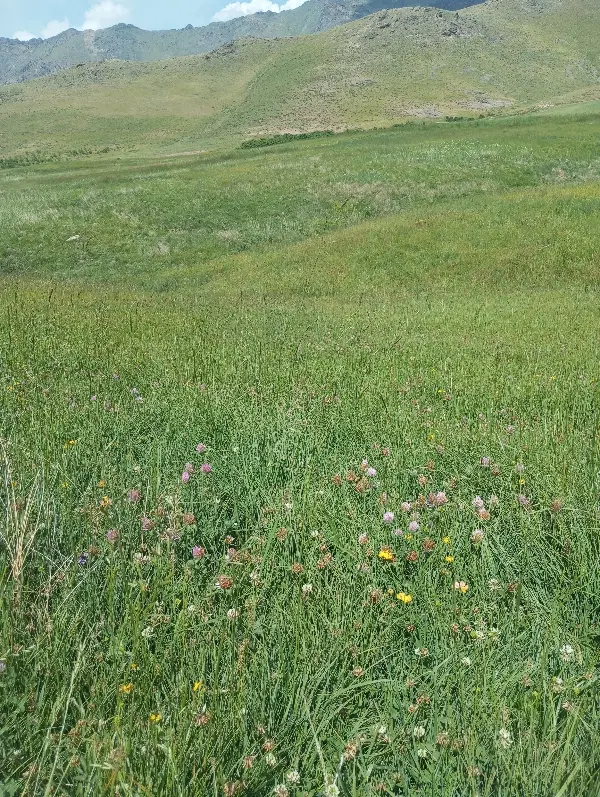 زمین ننله