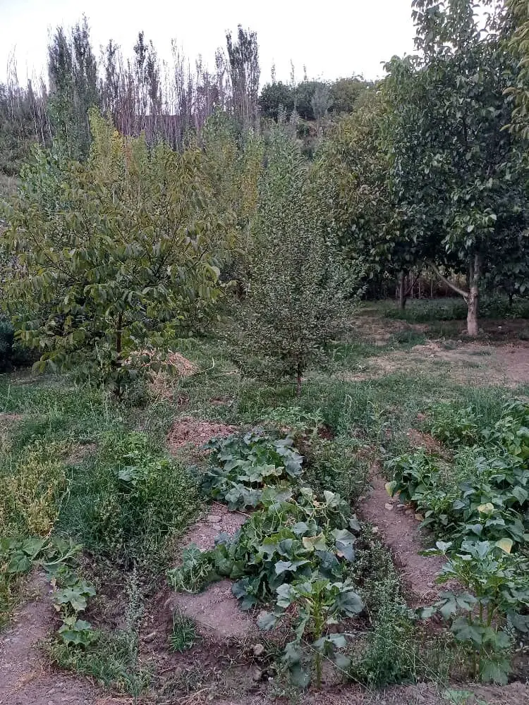 باغ