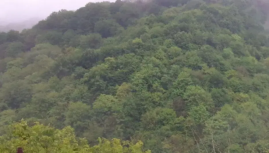 زمین ارغوان۳