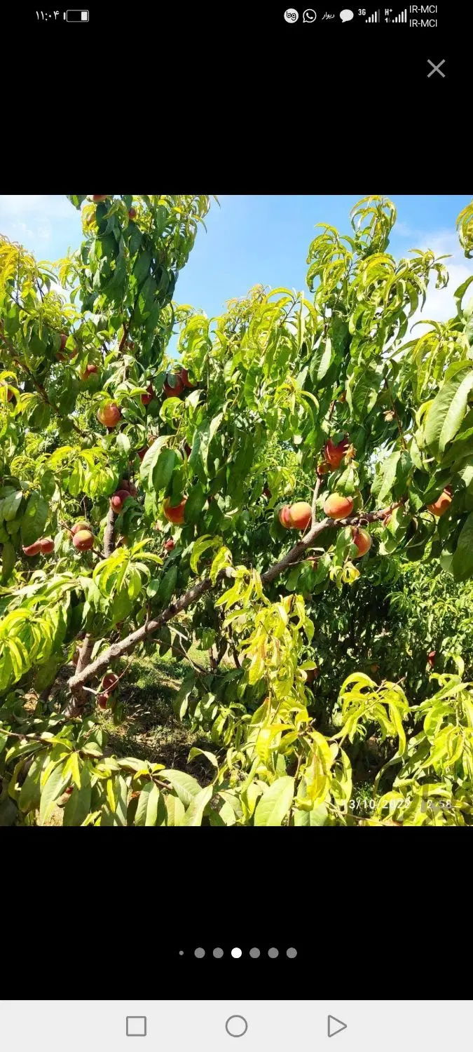 باغ هزارمتری شبستر