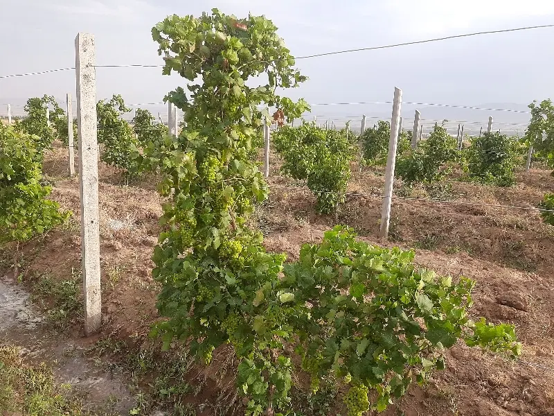 فروش باغ و زمین زراعی