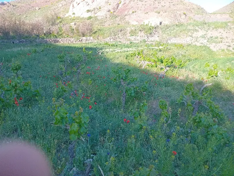 فروش زمین باغ و آب قنات