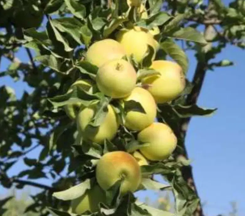 زمین کشاورزی آبی_ دشتروم_مناسب باغ