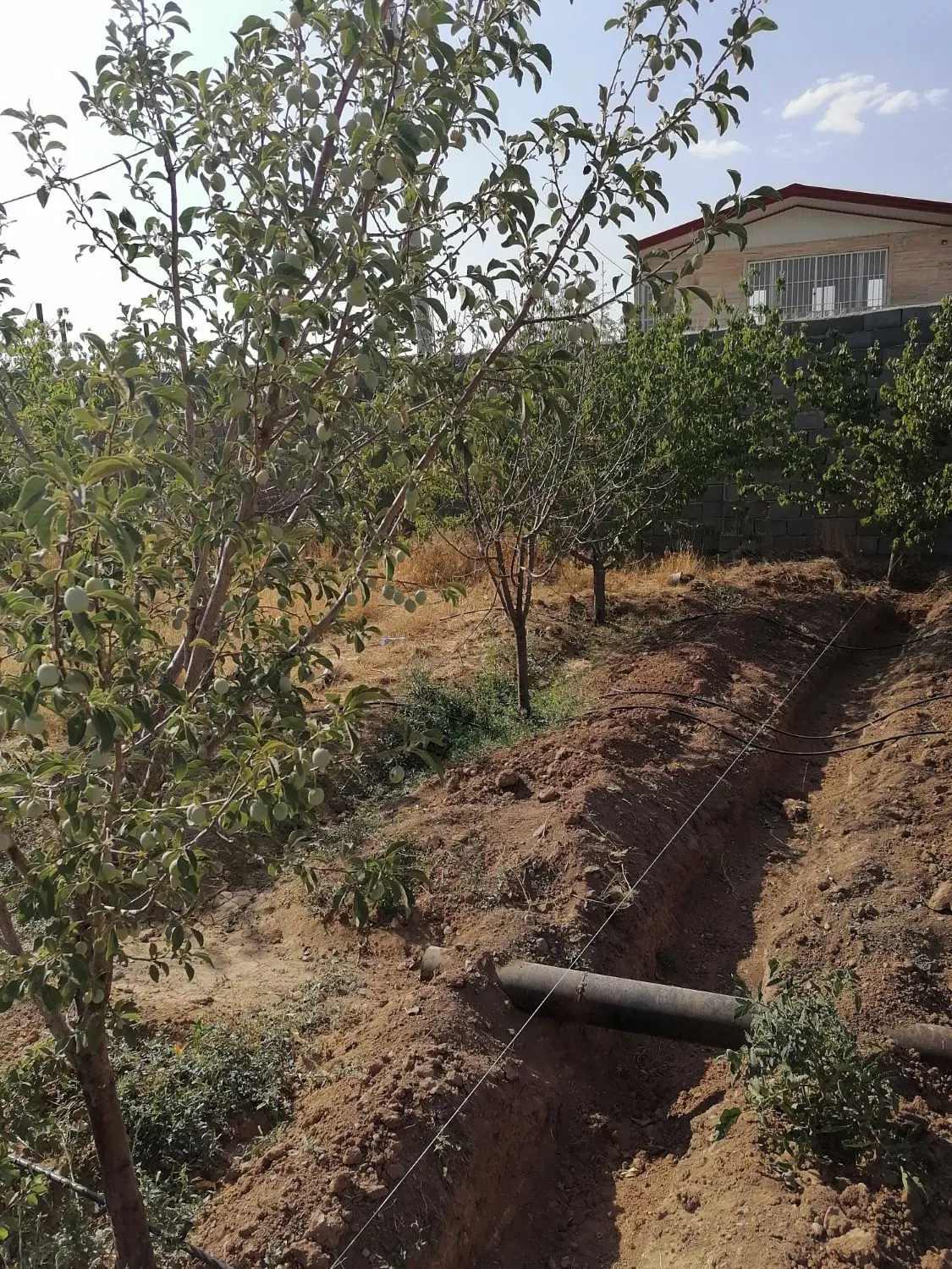 زمین اسفنجه