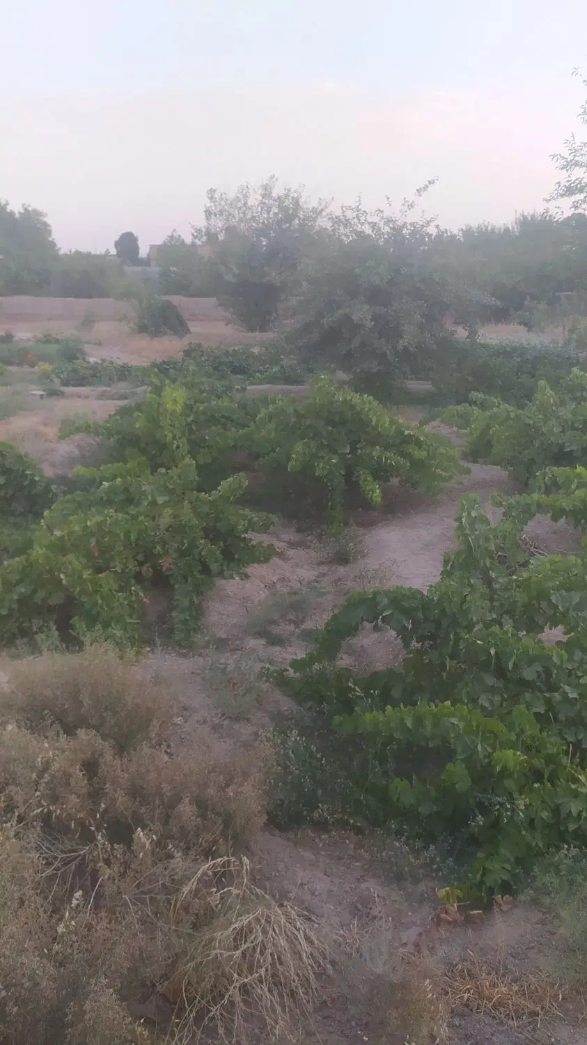 زمین باغی کارگاهی دو بر شمالی جنوبی 8.6*32