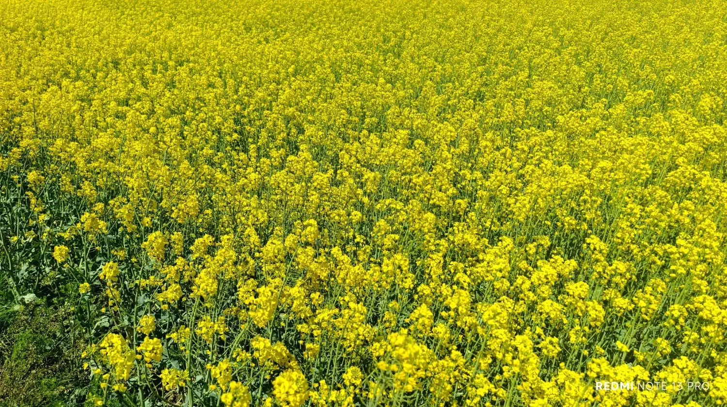 زمین نزدیک روستا کریم کندی نمین جنگل فندقلو
