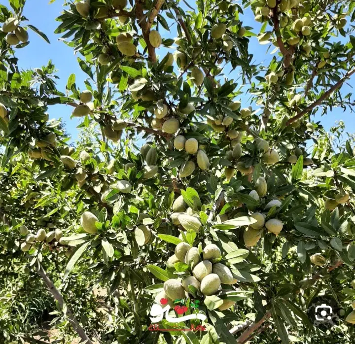 زمین باغی